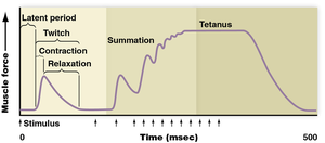 Myogram showing twitch, summation, and tetanus