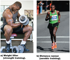 Comparison of strength and aerobic training