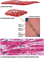 Smooth muscle structure and arrangement of filaments