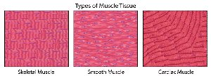 Types of muscle tissue: skeletal, smooth, and cardiac muscle