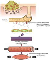 Sequence of muscle contraction and relaxation