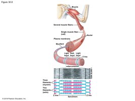 Muscle fiber structure showing myofibrils and sarcomeres