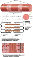 Detailed structure of the sarcomere and arrangement of actin and myosin