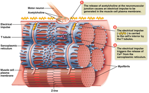 Neuromuscular junction and calcium release