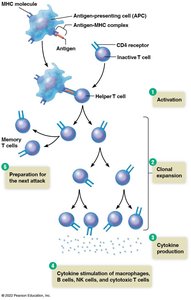 Activation and clone formation of helper T-cells