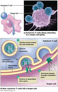 Cytotoxic T-cells in action
