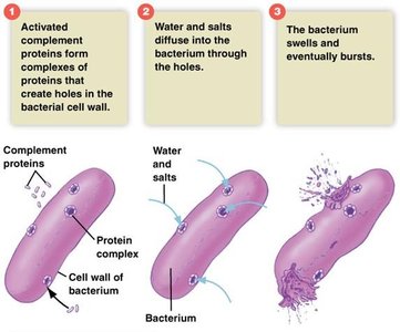 Complement system attacking & destroying bacteria