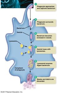 Phagocytosis process