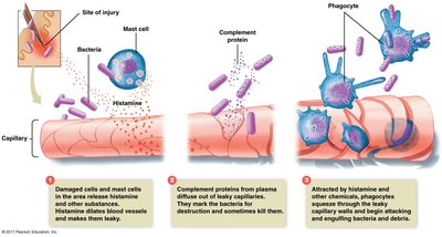 Inflammatory response process