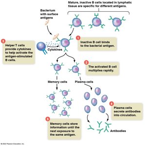 B-cell production and maturation