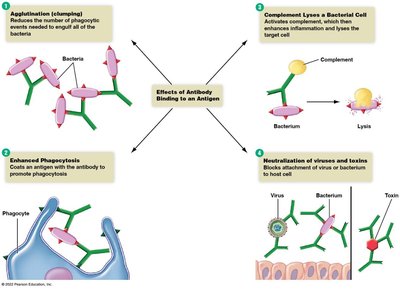 Effects of antibody binding to an antigen