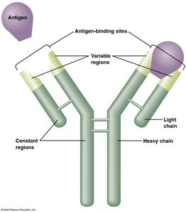 Antibody structure