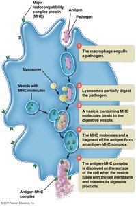 Antigen presenting cells