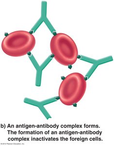 Antigen-antibody complex formation
