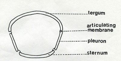 Diagram of arthropod segment showing tergum, pleuron, sternum, and articulating membrane