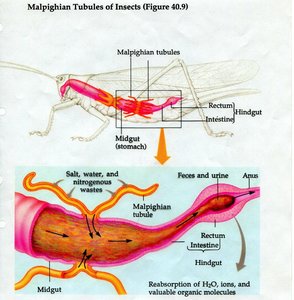 Malpighian tubules and insect digestive system