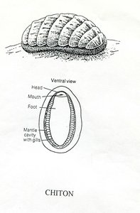 Chiton anatomy