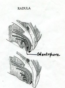 Radula and odontophore