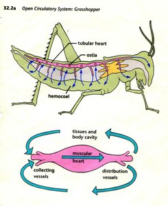 Open circulatory system of a grasshopper