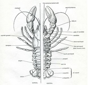 Lobster anatomy