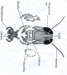 Grasshopper head and mouthparts