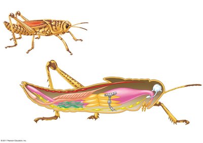 Mollusk anatomy showing mantle, shell, foot, and internal organs