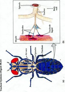 Tracheal system of an insect