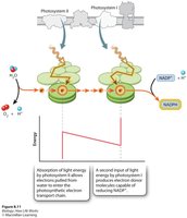 Overview of photosynthetic electron transport chain