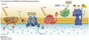 Production of NADPH and ATP by photosynthesis
