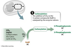 Carboxylation step of Calvin cycle