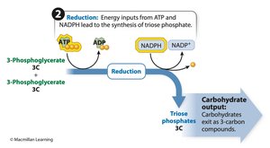 Reduction step of Calvin cycle