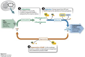 Calvin cycle overview