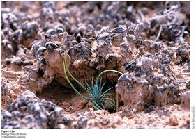 Photosynthetic organisms in a desert environment