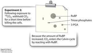 Experiment showing RuBP as substrate in carboxylation