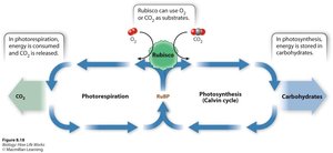 Photorespiration and Calvin cycle pathways