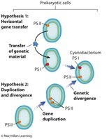 Evolution of two photosystems in prokaryotes