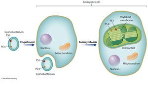 Endosymbiotic theory for origin of chloroplasts