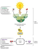 Photosynthesis diagram showing reduction of CO2 and oxidation of water