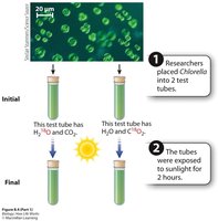 Isotope experiment tracing oxygen production in photosynthesis