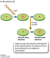Chlorophyll in plant cell: energy transfer between molecules