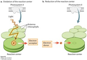 Oxidation and reduction of the reaction center in photosystem II