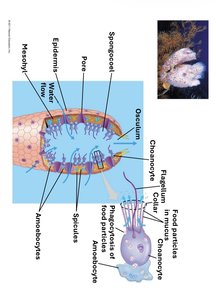Sponge structure and feeding mechanism