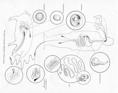 Life cycle of Taenia (pork tapeworm)