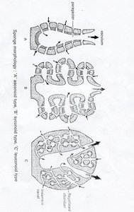 Sponge morphology: Asconoid, Syconoid, Leuconoid types