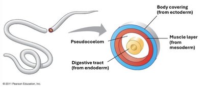 Nematode body plan and pseudocoelom