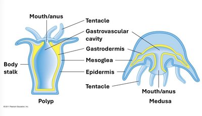 Polyp and medusa body forms in Cnidaria