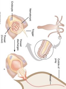 Cnidocyte and nematocyst discharge mechanism