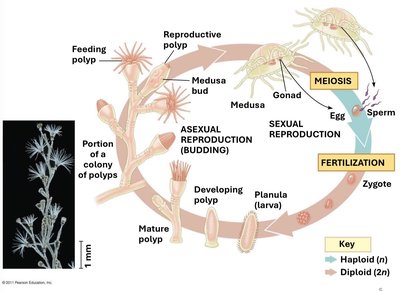 Cnidarian life cycle: alternation of generations