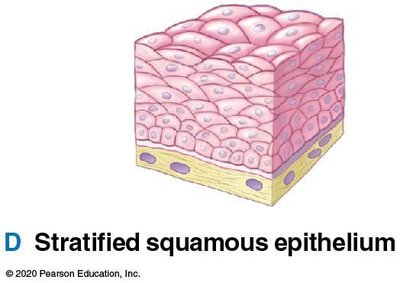 Stratified squamous epithelium structure