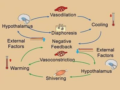 Negative feedback loop for body temperature regulation